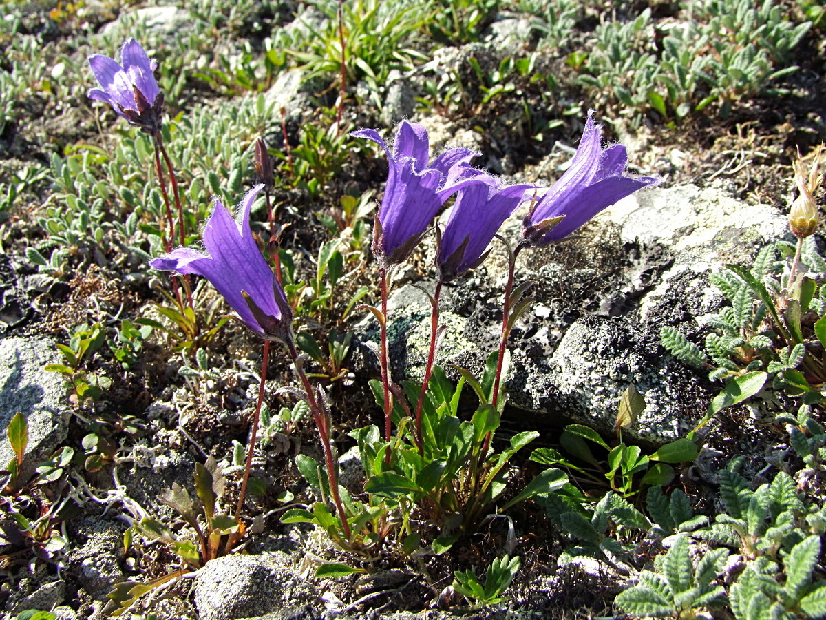 Изображение особи Campanula chamissonis.