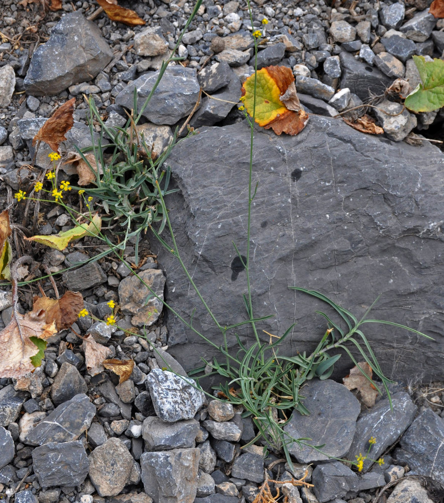 Image of Bupleurum exaltatum specimen.