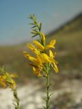 Genista tanaitica. Соцветие. Украина, Луганская обл., Меловской р-н, окр. с. Стрельцовка, склон мелового останца. 15.08.2017.