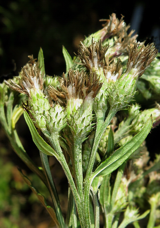 Изображение особи Saussurea odontolepis.