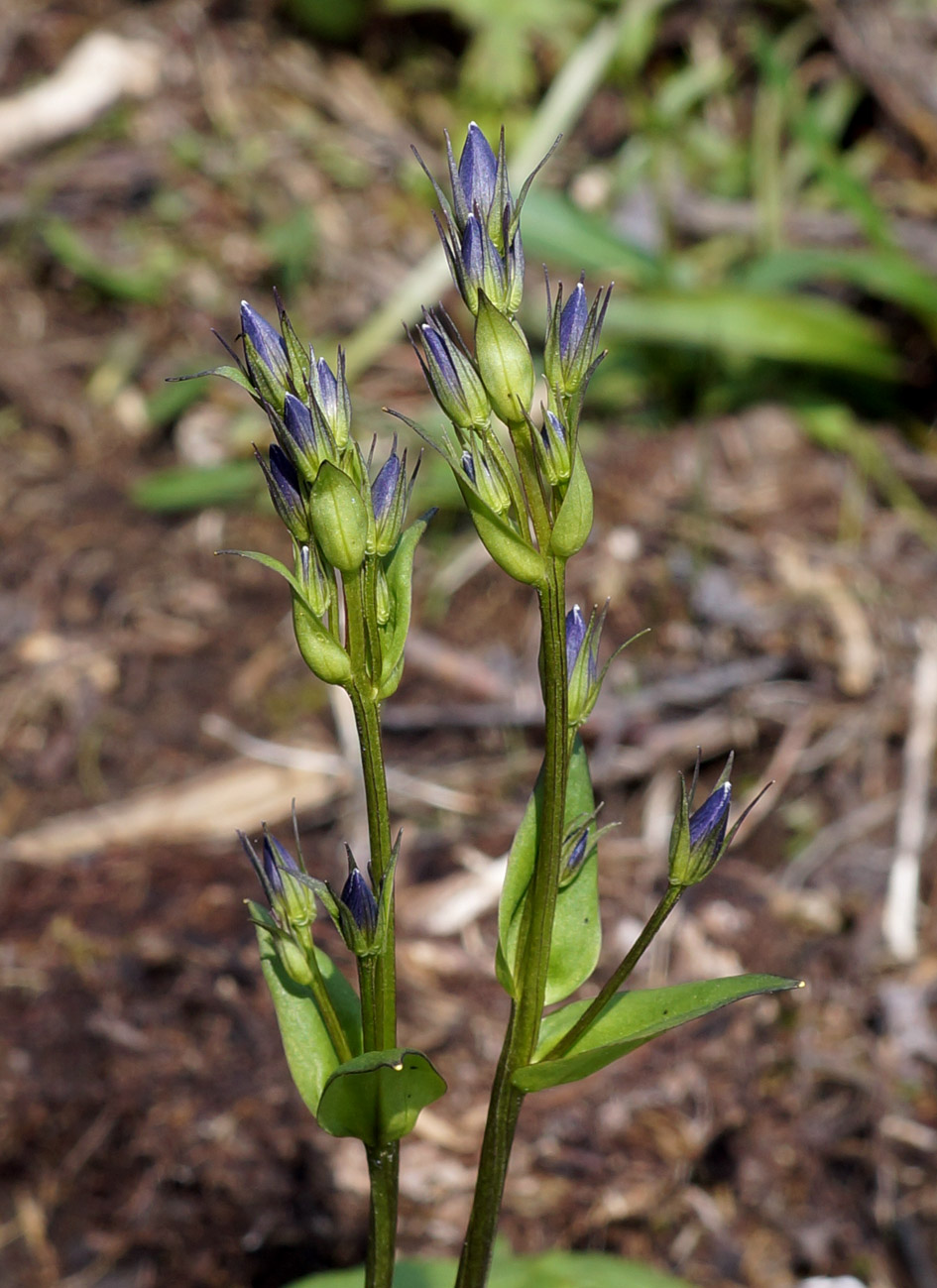 Image of Swertia obtusa specimen.