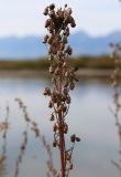 Artemisia laciniata