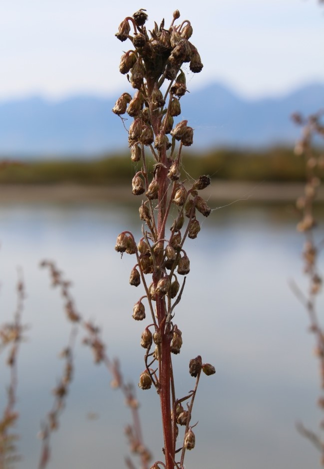 Изображение особи Artemisia laciniata.