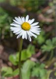 Bellis perennis. Верхушка побега с соцветием. Грузия, край Имеретия, Хонийский муниципалитет, окраина с. Кведа-Горди, дол. р. Лукумела, луг, подверженный выпасу. 08.05.2017.