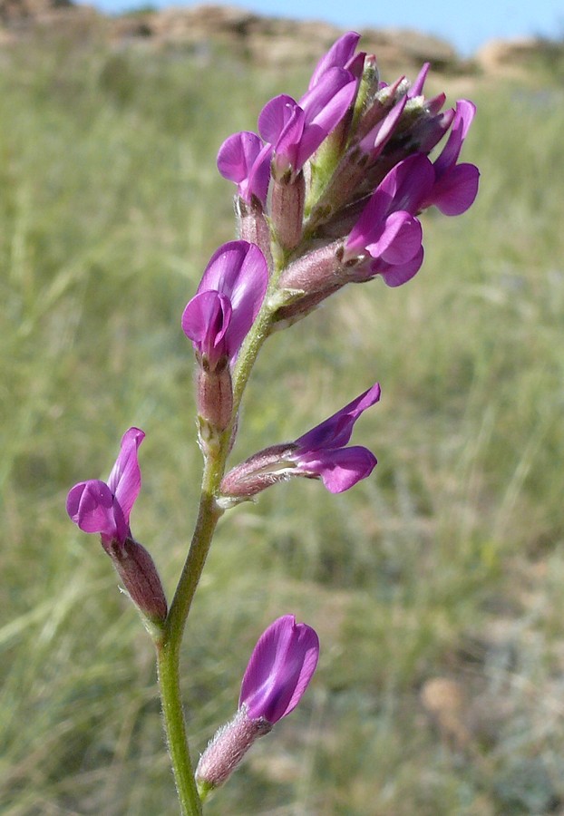 Изображение особи Oxytropis songarica.