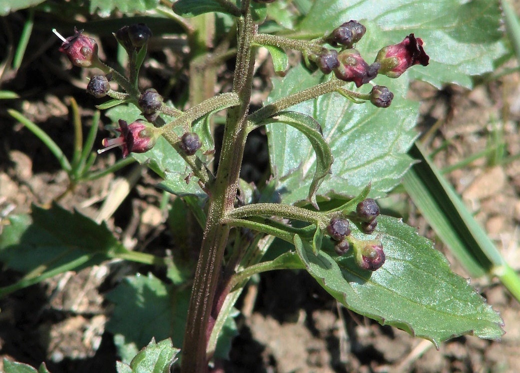 Изображение особи Scrophularia incisa.