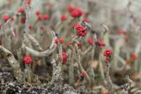 Cladonia macilenta