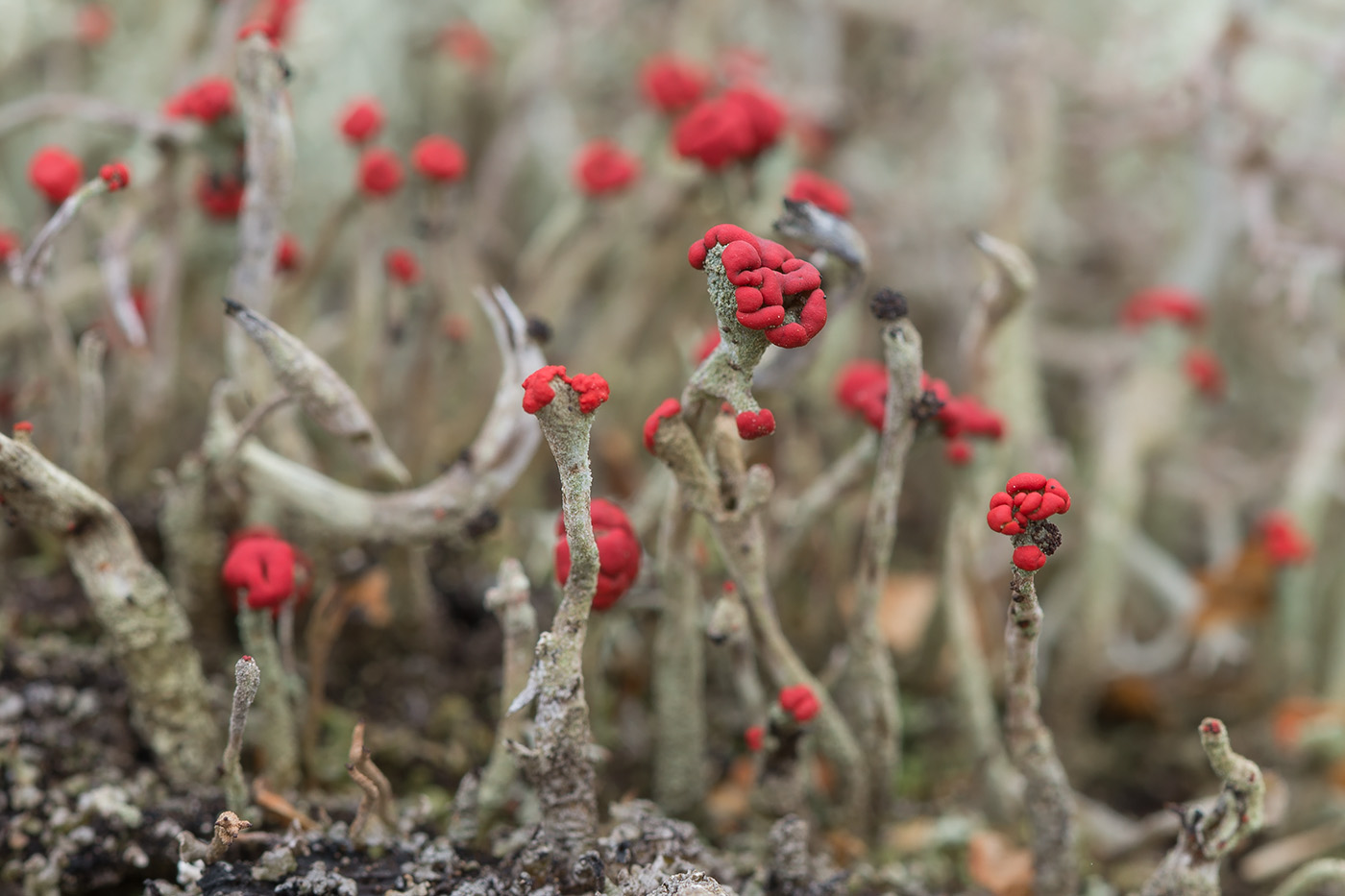 Изображение особи Cladonia macilenta.