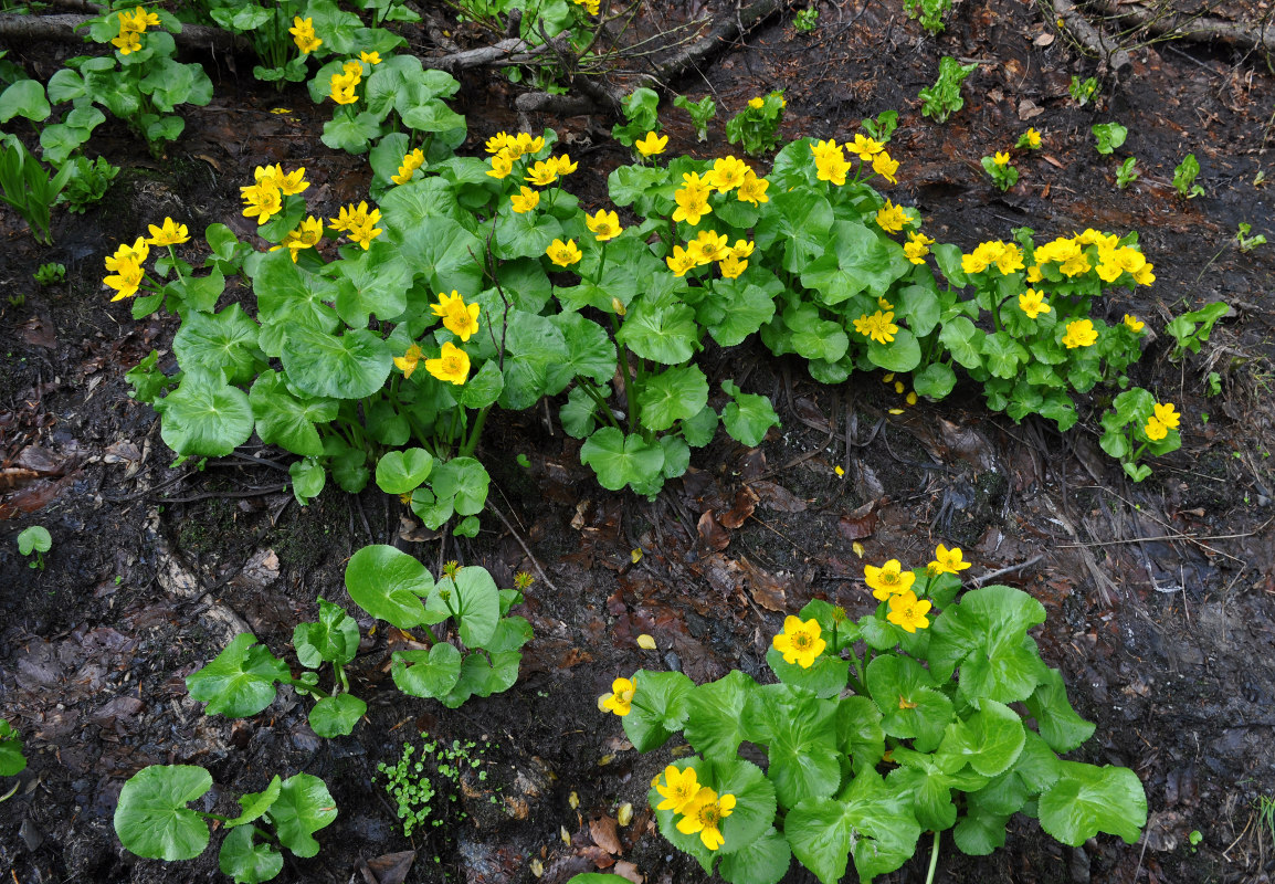 Image of Caltha polypetala specimen.