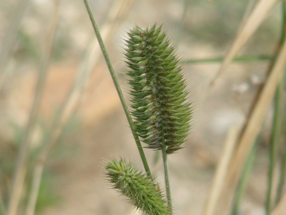 Изображение особи Agropyron cristatum.