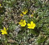 genus Potentilla. Цветущие растения с кормящейся бабочкой. Монголия, аймак Баян-Улгий, сомон Цэнгэл, хребет Монгольский Алтай, берег ручья Бага-Тургэний-Гол. 31.07.2008.