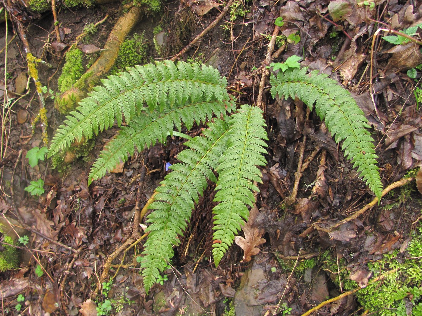 Image of Polystichum aculeatum specimen.