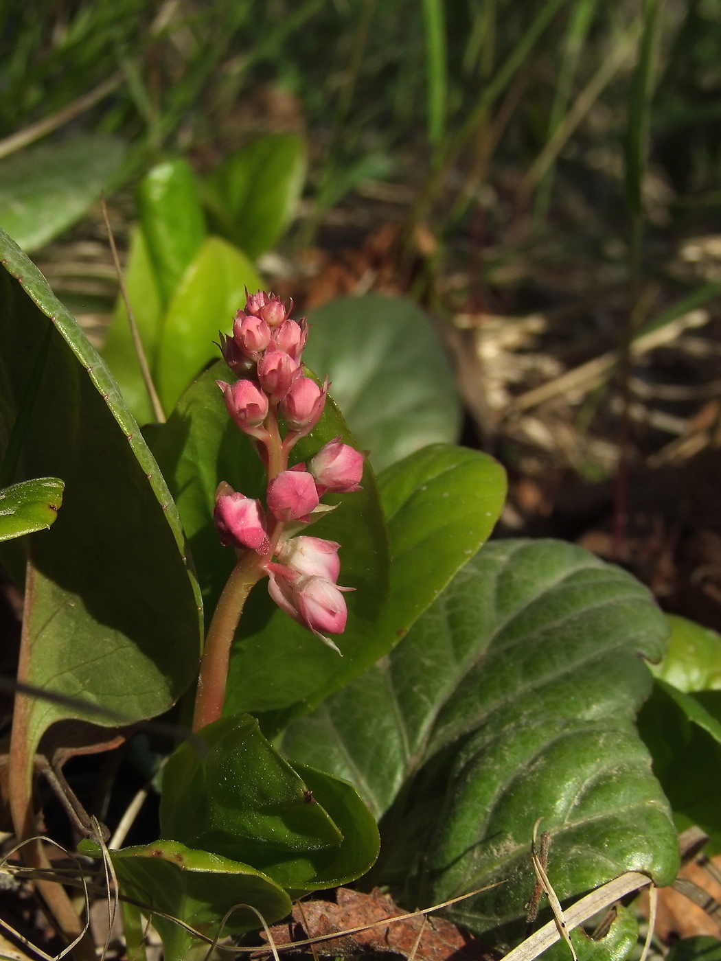 Изображение особи Pyrola incarnata.