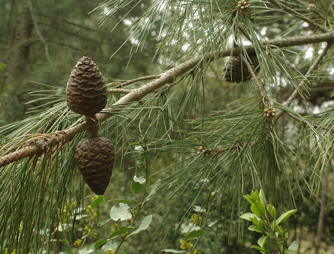 Изображение особи Pinus pityusa.