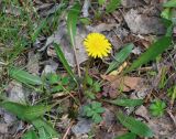 Taraxacum pseudomurbeckianum