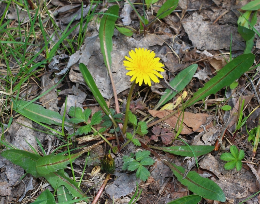 Image of Taraxacum pseudomurbeckianum specimen.