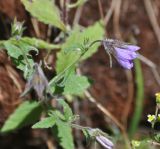 род Campanula. Верхушка побега с цветком. Китай, провинция Юньнань, окр. г. Дали, восточный склон горы Цаншань (Cangshan Mountain 苍山); выс. 3000 м н.у.м., лес. 04.11.2016.