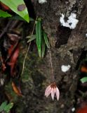 Bulbophyllum flabellum-veneris