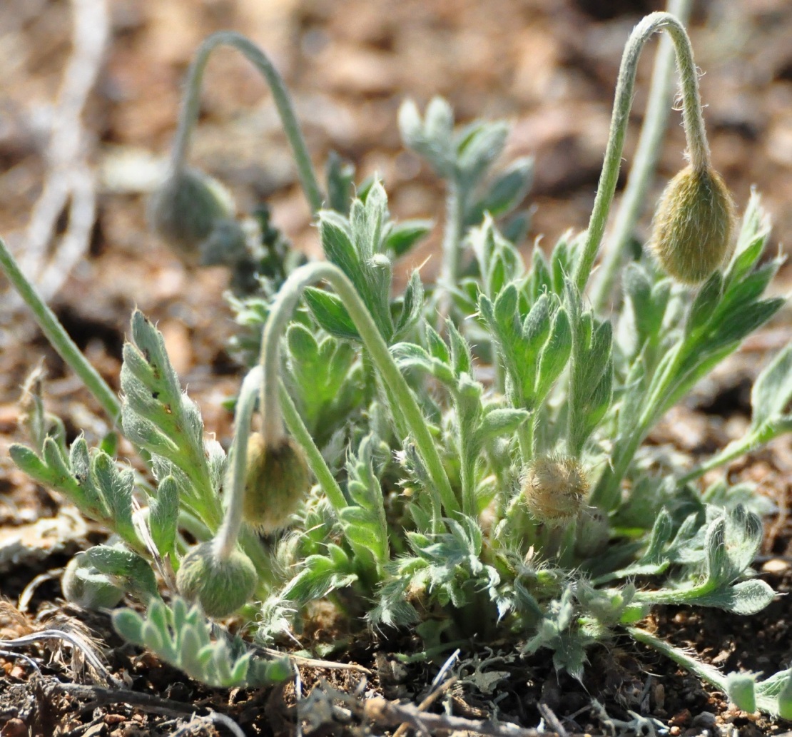 Изображение особи Papaver setosum.