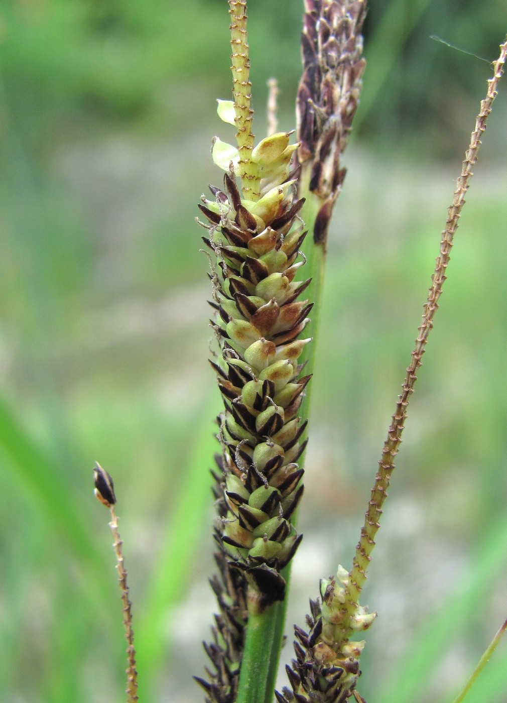 Image of Carex buekii specimen.