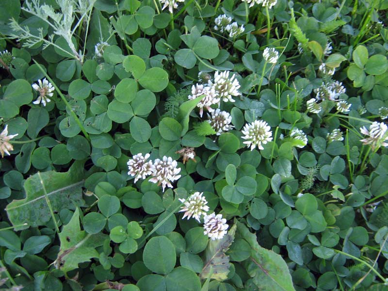 Image of Trifolium repens specimen.