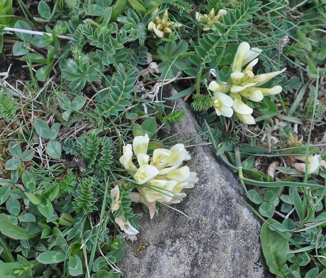 Изображение особи род Astragalus.