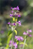 Clinopodium vulgare. Верхушка цветущего растения. Карелия, Заонежье, о. Сал, разнотравный прибрежный луг. 28.07.2017.