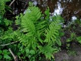 Athyrium filix-femina. Взрослое растение. Московская обл., Орехово-Зуевский р-н, долина р. Нерская, хвойно-лиственный лес, берег реки. 14.06.2018.