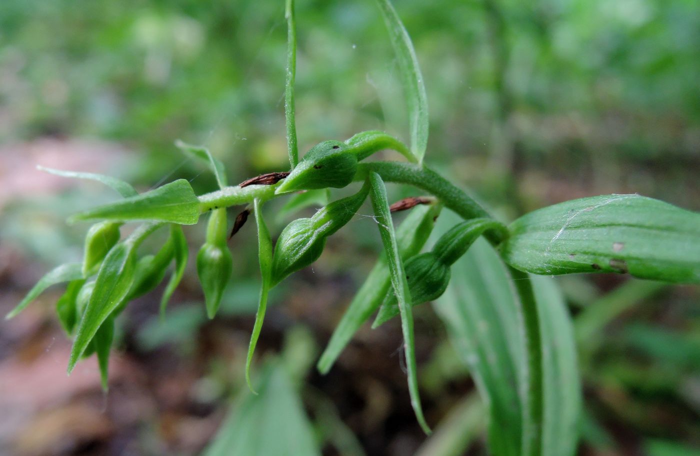 Изображение особи Epipactis helleborine.