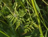 Anthriscus sylvestris. Часть побега с листом. Пермский край, Верещагинский р-н, окр. дер. Усть-Сепыч, долина р. Лысьва, луг. 7 июля 2018 г.