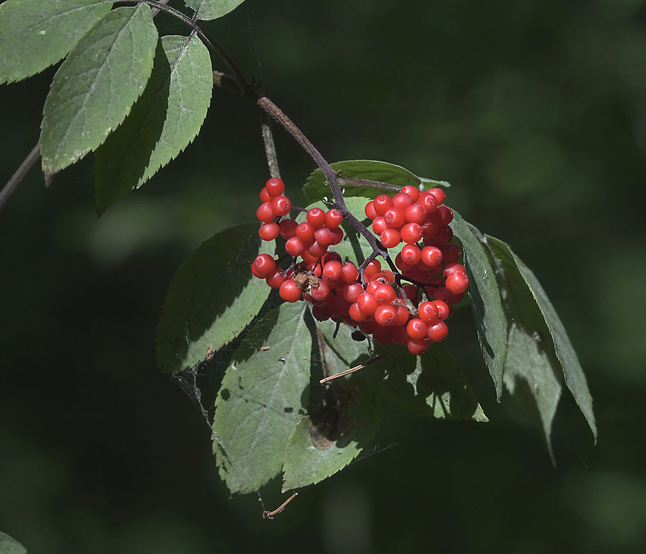 Image of Sambucus racemosa specimen.