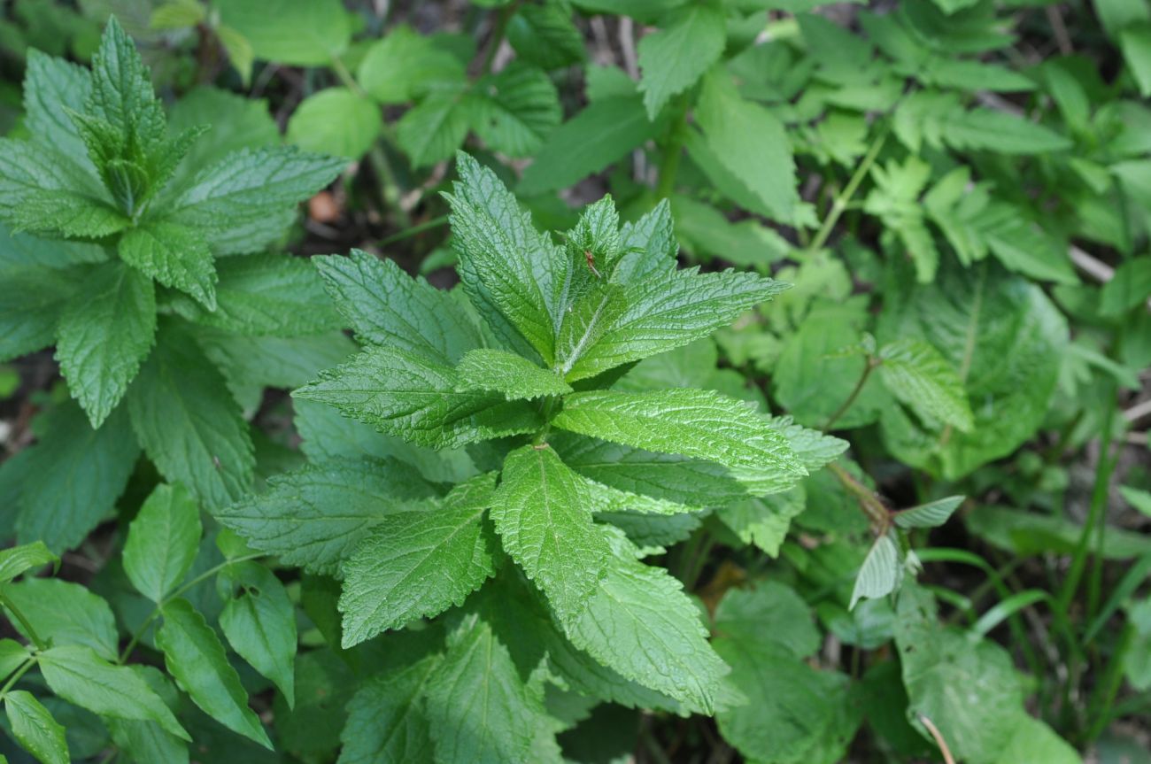 Image of Gadellia lactiflora specimen.