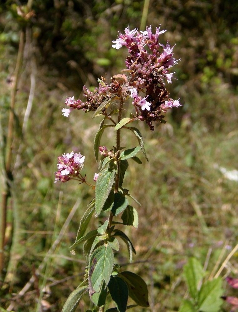 Image of Origanum vulgare specimen.