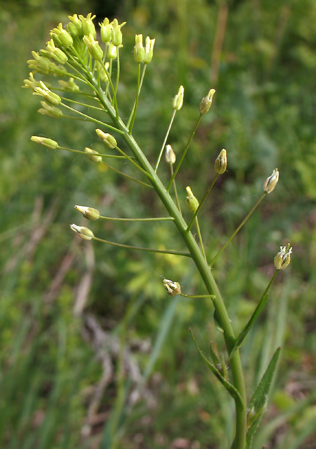 Image of Camelina microcarpa specimen.