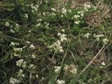 Galium saxatile. Побеги с соцветиями. Нидерланды, провинция Drenthe, национальный парк Drentsche Aa, окр. деревни Oudemolen, вересковая пустошь. 13 июня 2010 г.