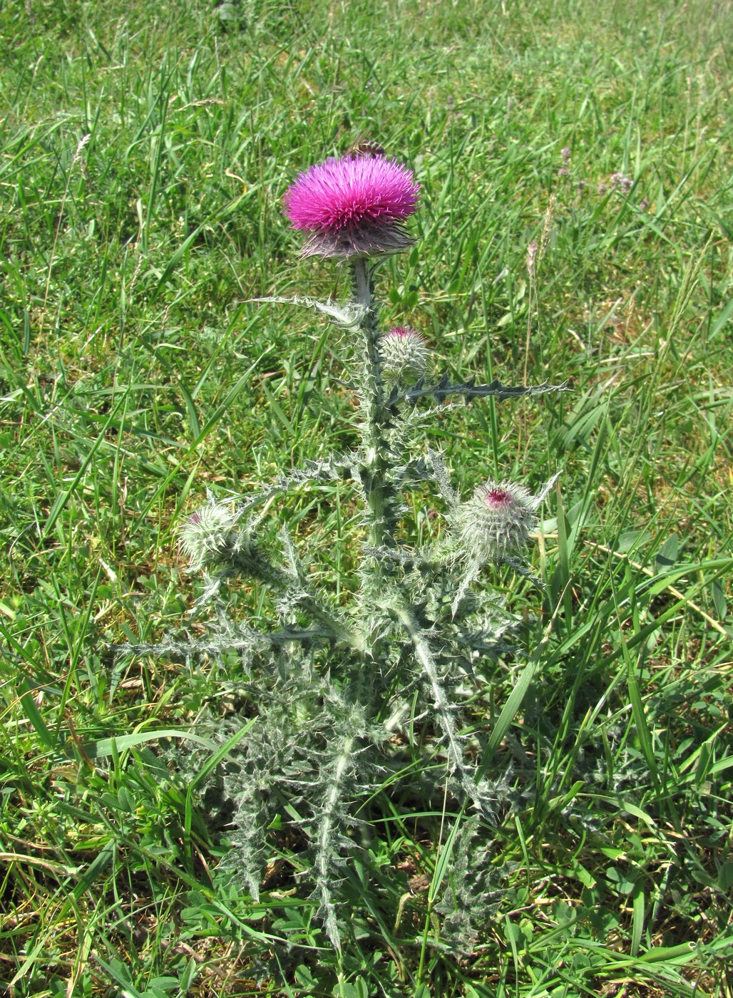 Изображение особи Carduus uncinatus.