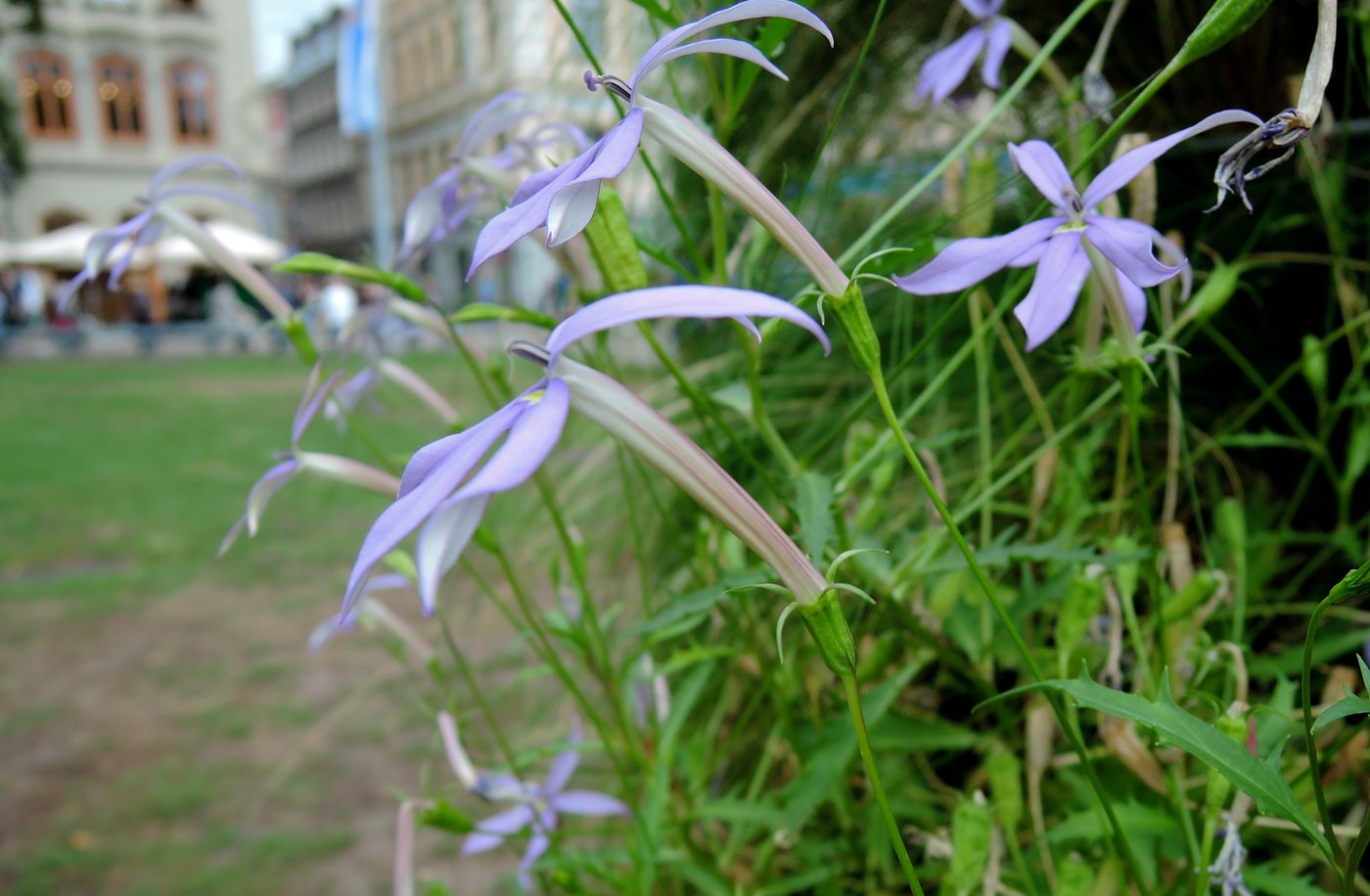 Image of Isotoma axillaris specimen.