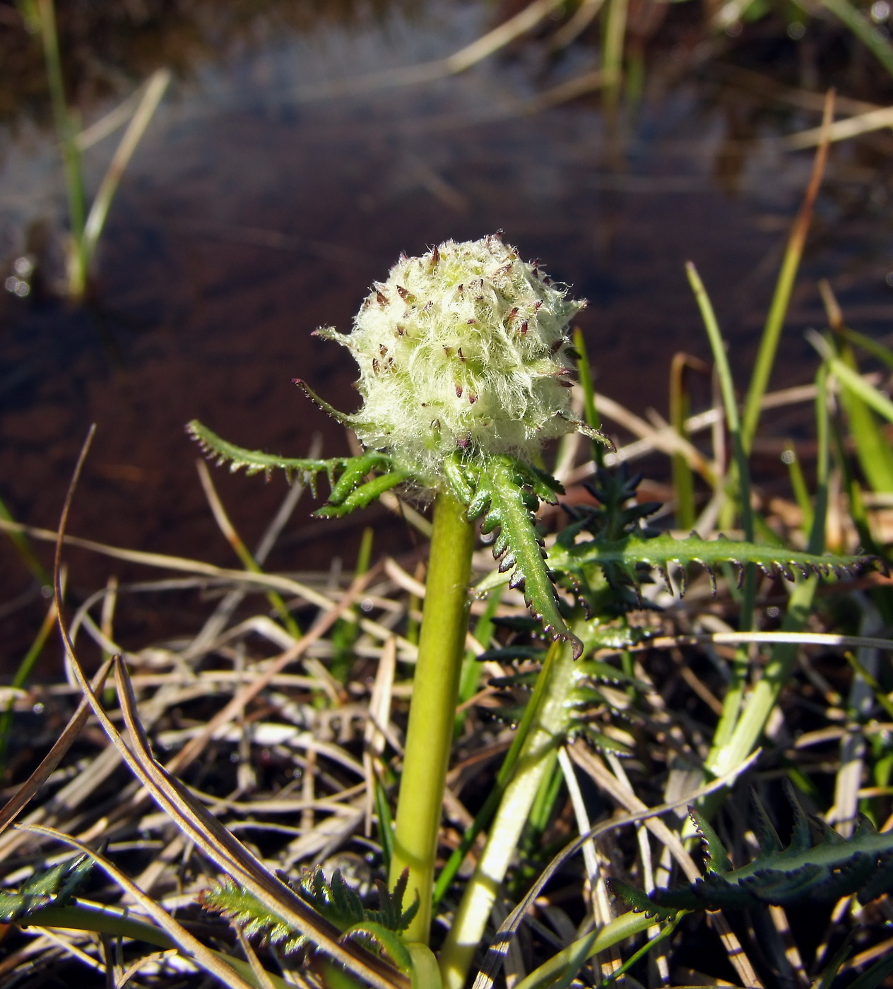 Image of Pedicularis interioroides specimen.