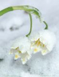 Leucojum vernum var. carpathicum