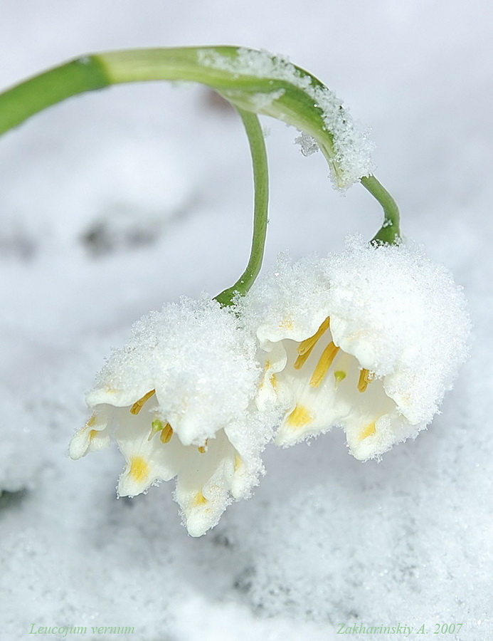 Изображение особи Leucojum vernum var. carpathicum.