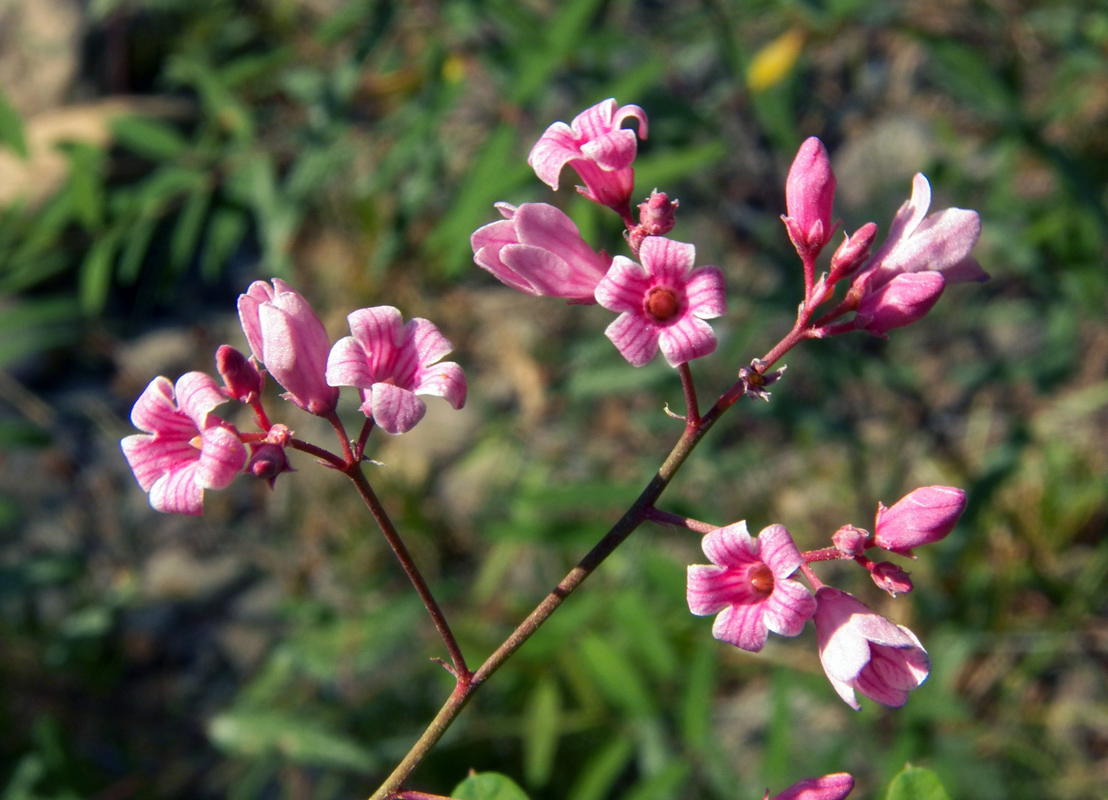 Изображение особи Trachomitum lancifolium.