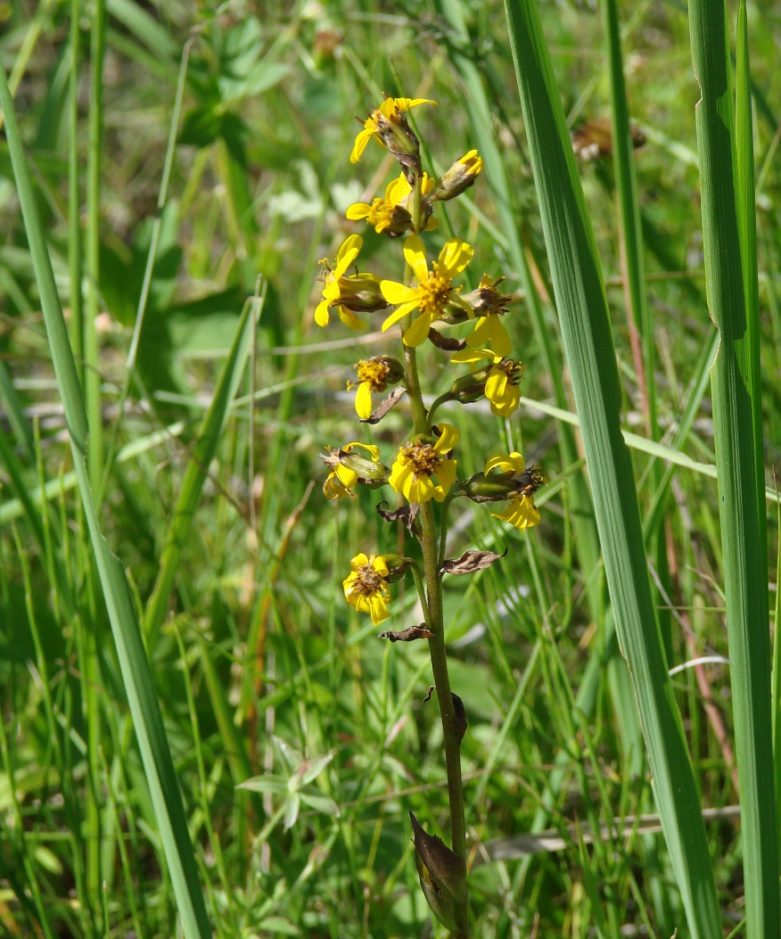 Изображение особи Ligularia sibirica.
