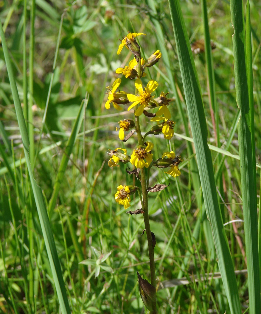 Image of Ligularia sibirica specimen.