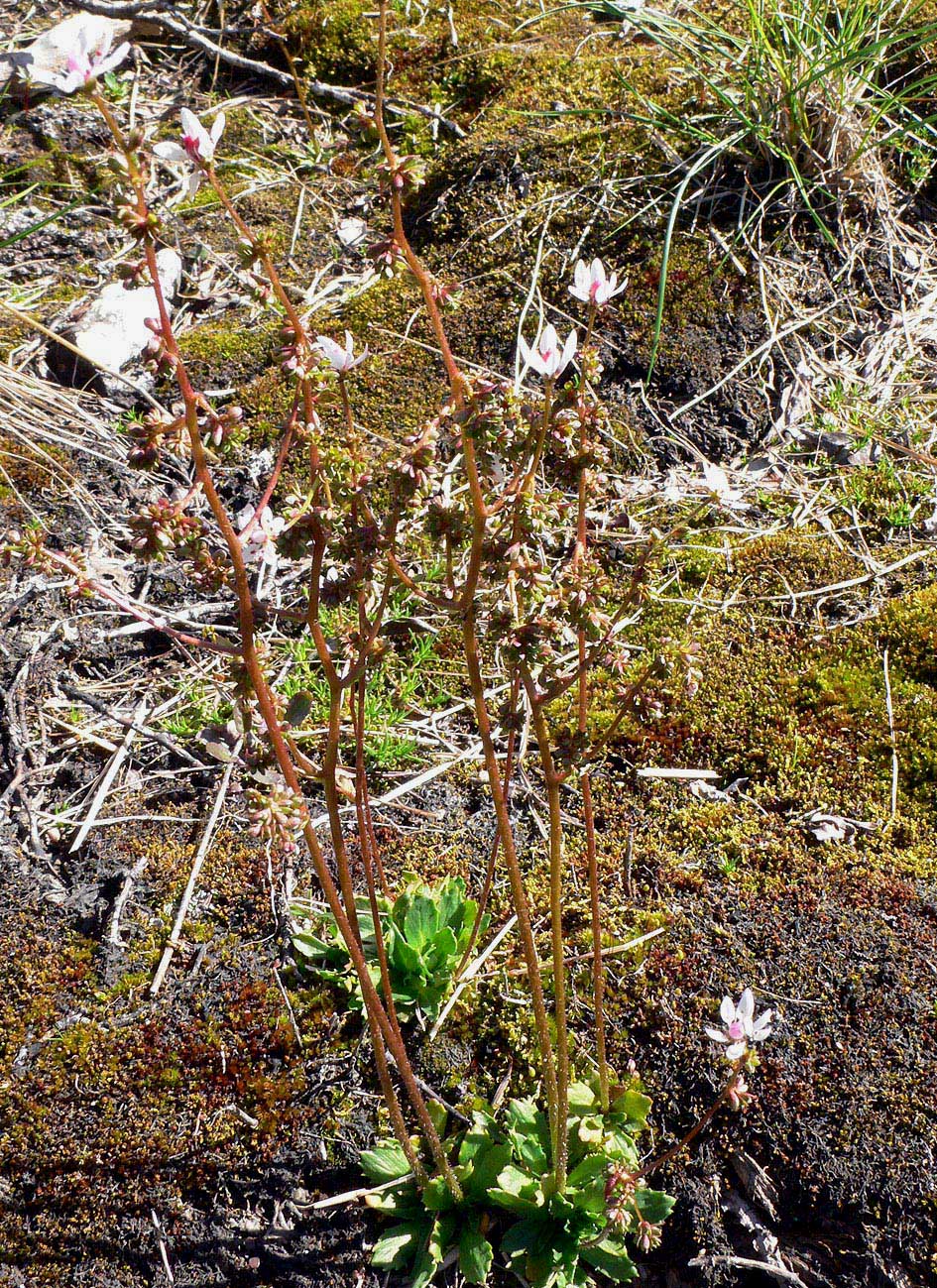 Image of Micranthes foliolosa specimen.