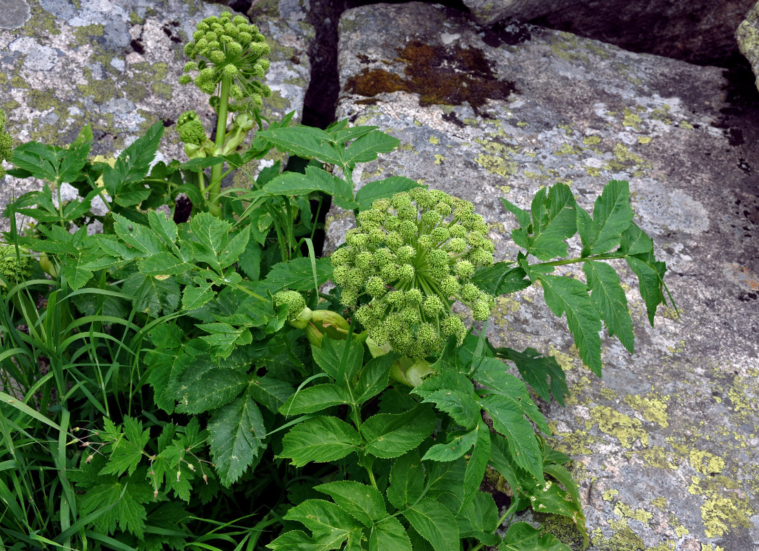 Изображение особи Archangelica sajanensis.