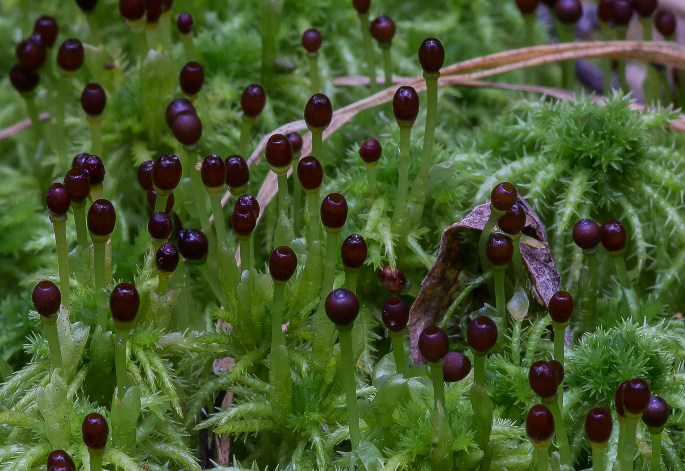 Изображение особи Sphagnum squarrosum.