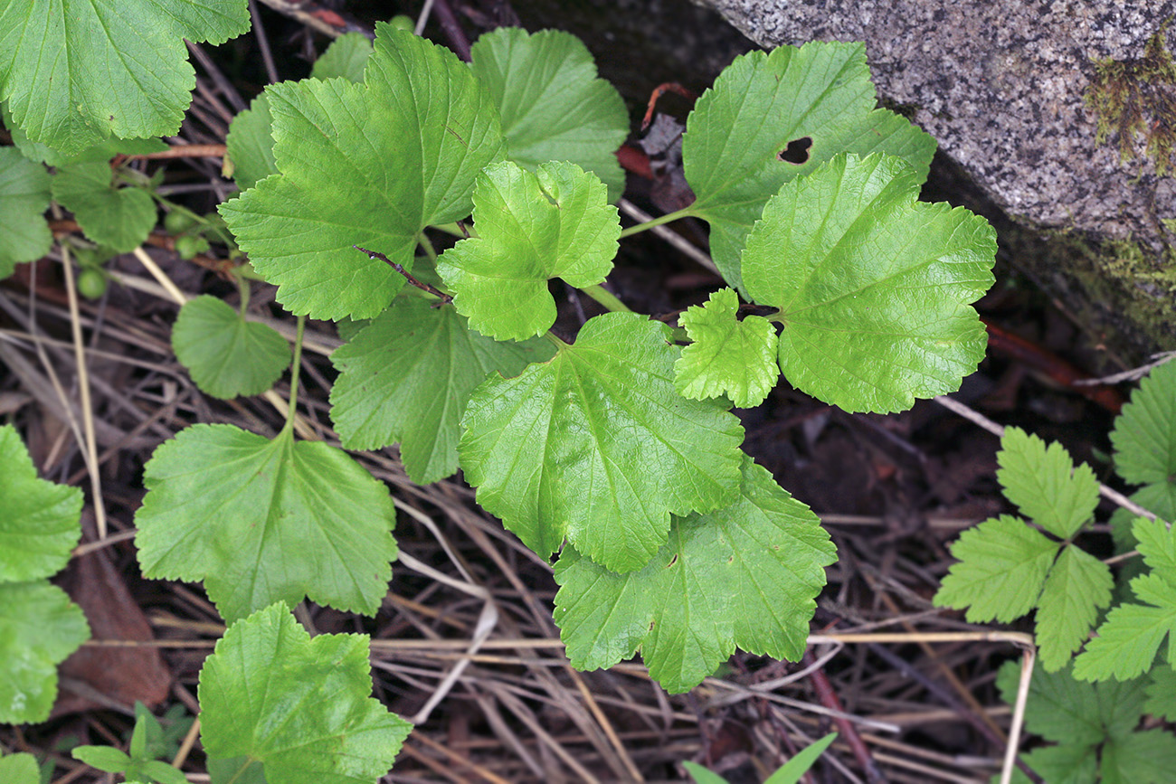 Image of Ribes procumbens specimen.