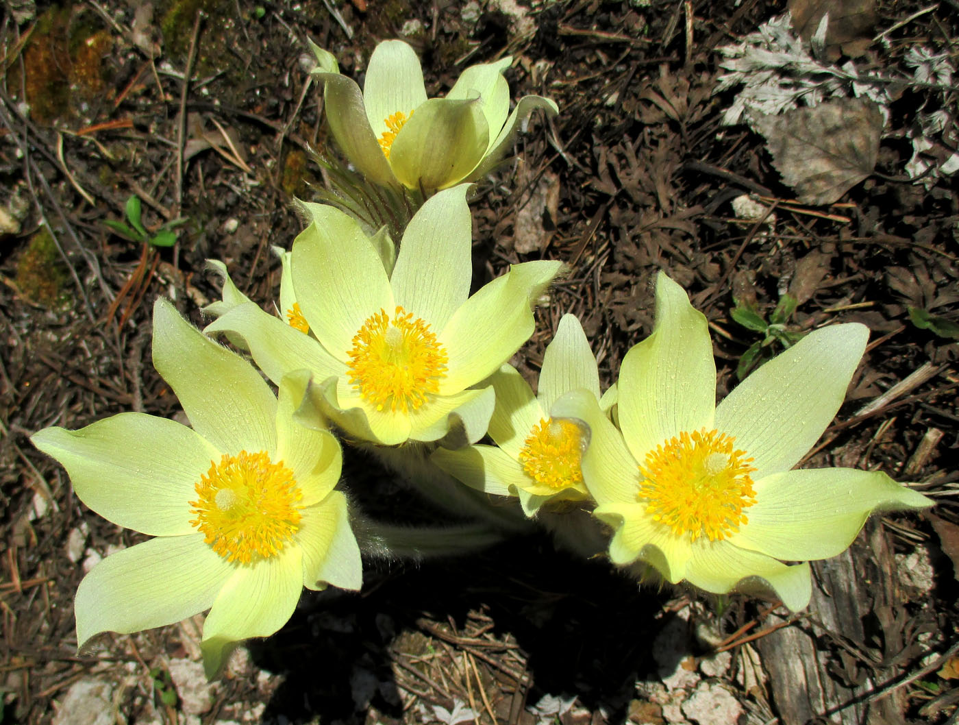 Изображение особи Pulsatilla uralensis.