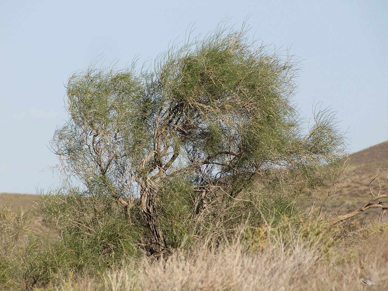 Image of Haloxylon aphyllum specimen.