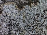 Lecanora campestris. Таллом с апотециями на камне. Свердловская обл., окр. г. Заречный, урочище Черемшанское болото, р. Камышенка, на берегу. 04.05.2018.